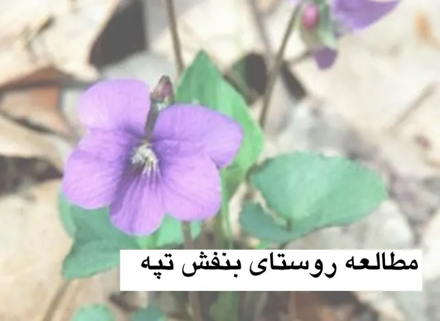 پاورپوینت مطالعه روستای بنفش تپه